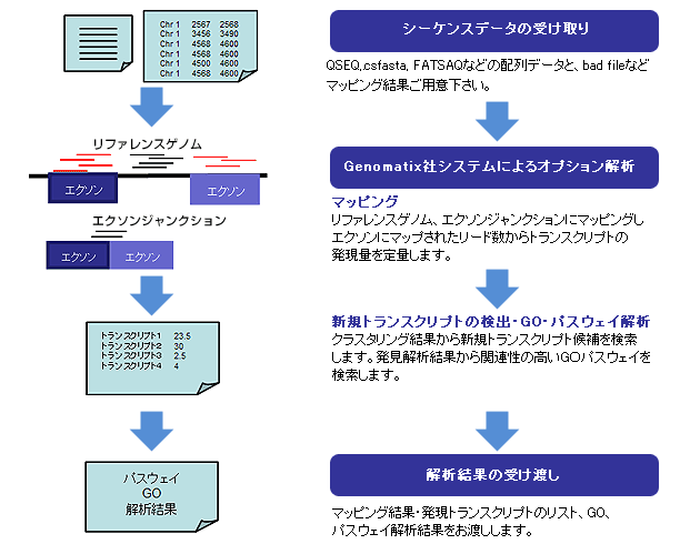 図:トランスクリプトーム オプション解析の流れ