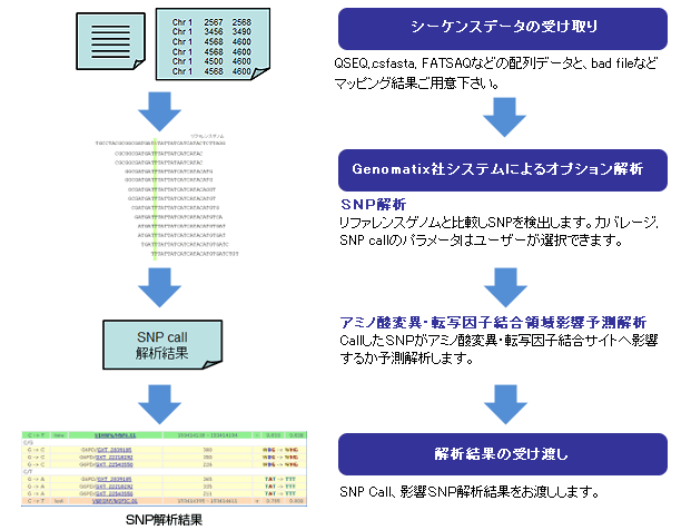 図:Genotype オプション解析の流れ